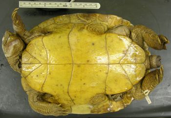 Media type: image; Herpetology R-44338